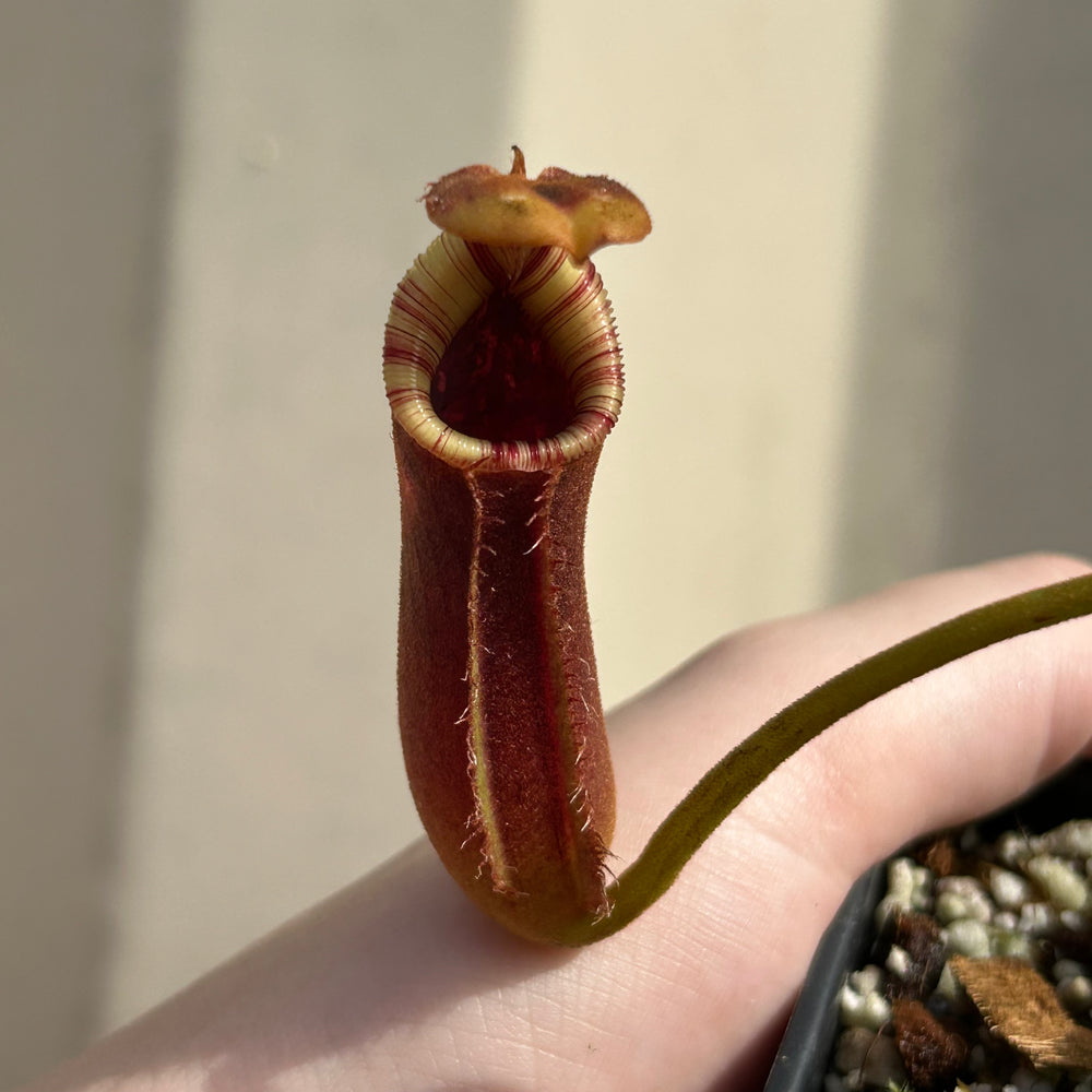 [W036] Nepenthes robcantleyi x lowii