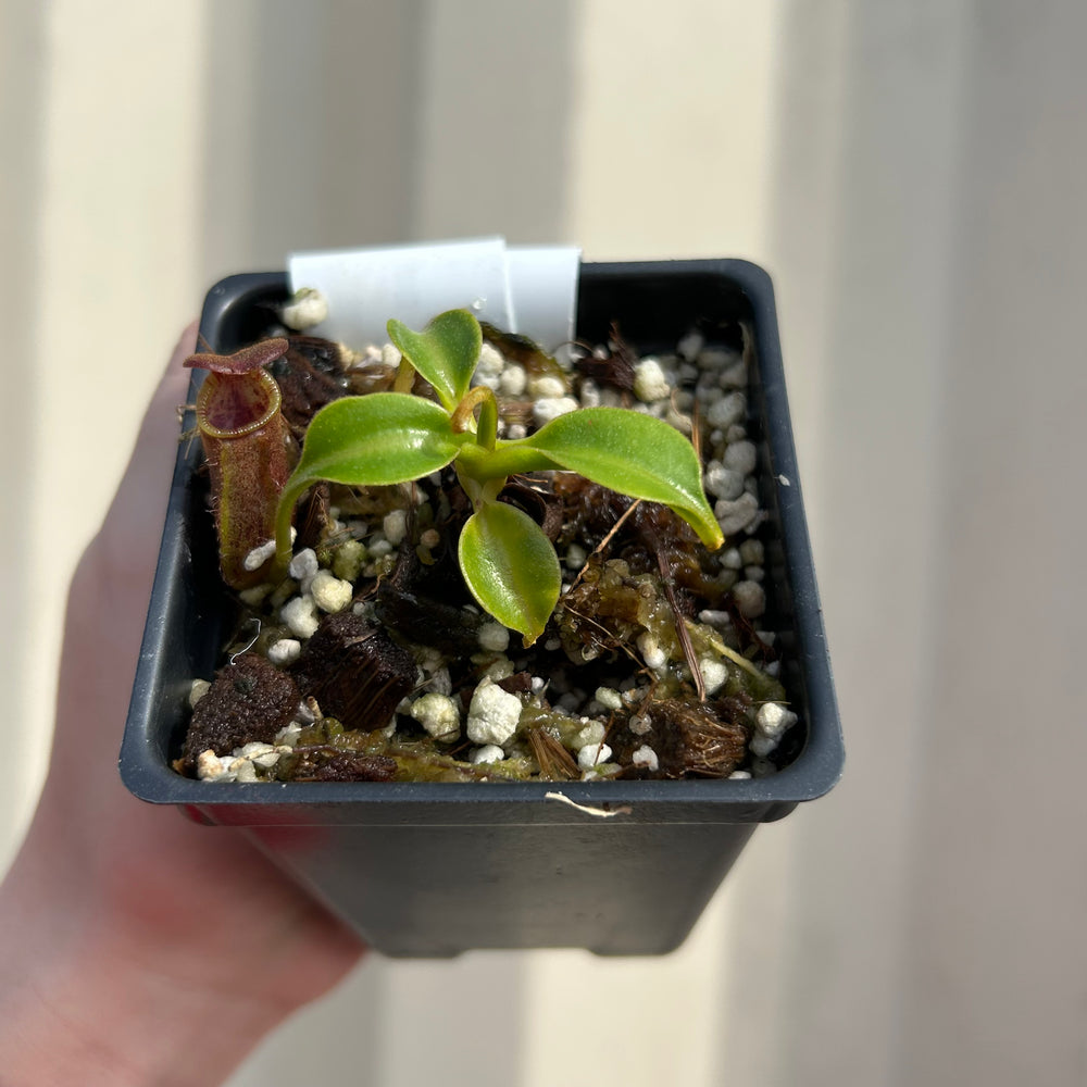 [W037] Nepenthes robcantleyi x lowii