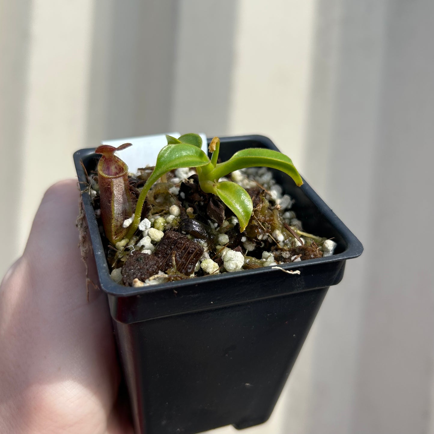 [W037] Nepenthes robcantleyi x lowii
