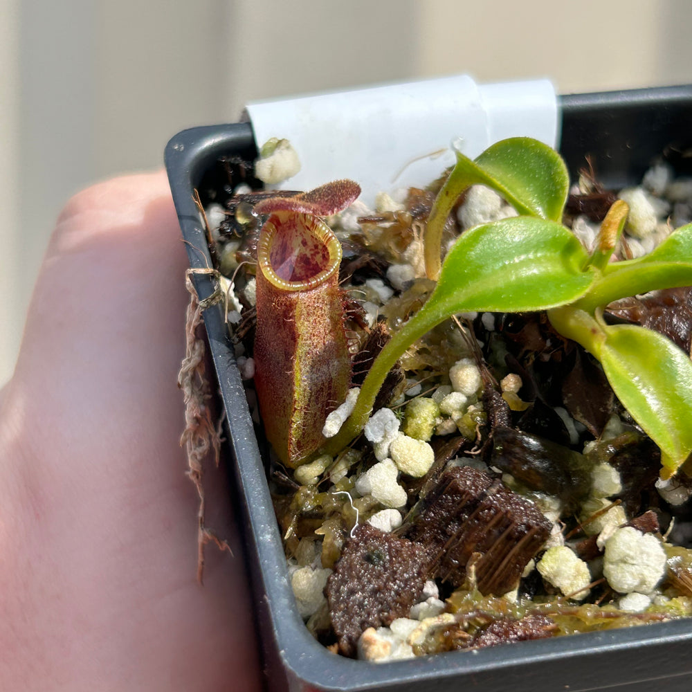 
                      
                        [W037] Nepenthes robcantleyi x lowii
                      
                    