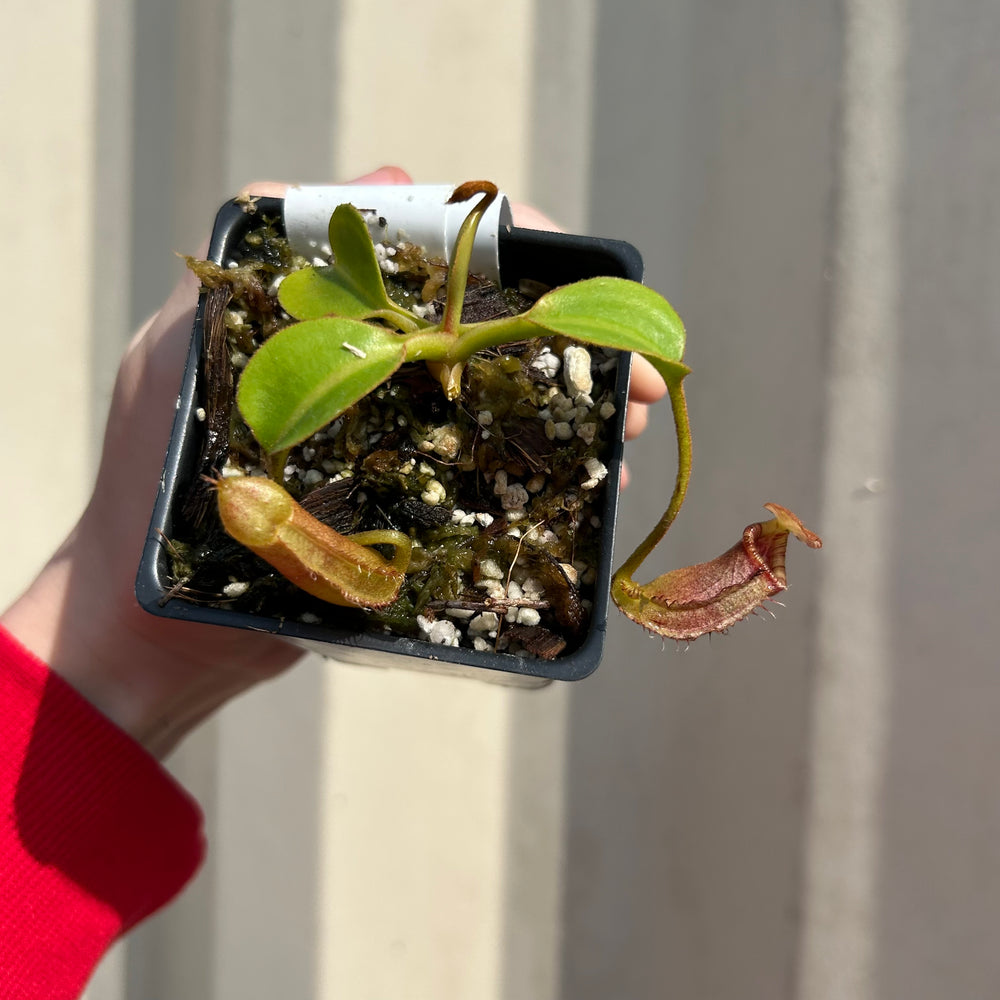 [W038] Nepenthes robcantleyi x lowii