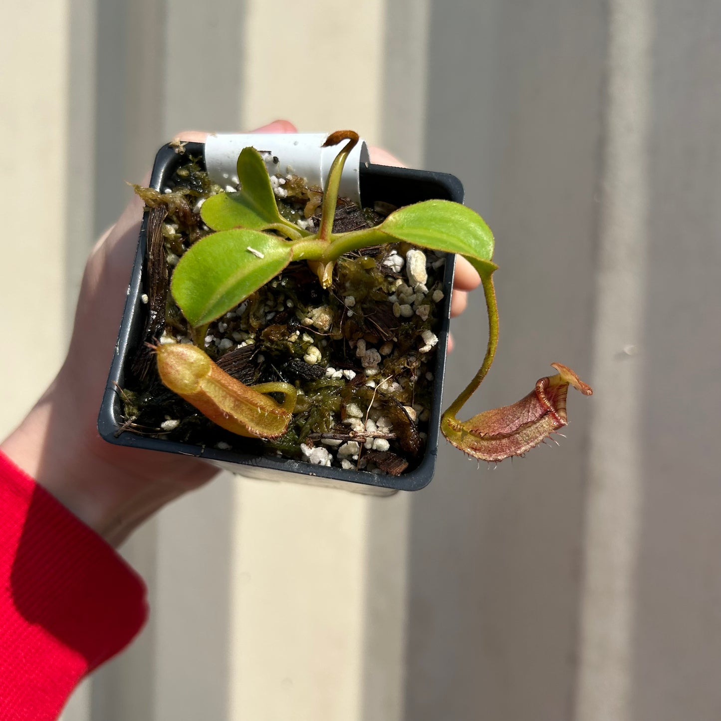 [W038] Nepenthes robcantleyi x lowii