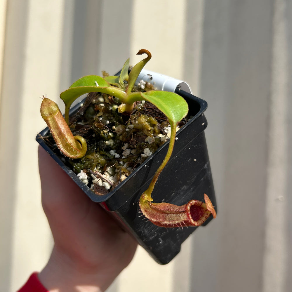[W038] Nepenthes robcantleyi x lowii