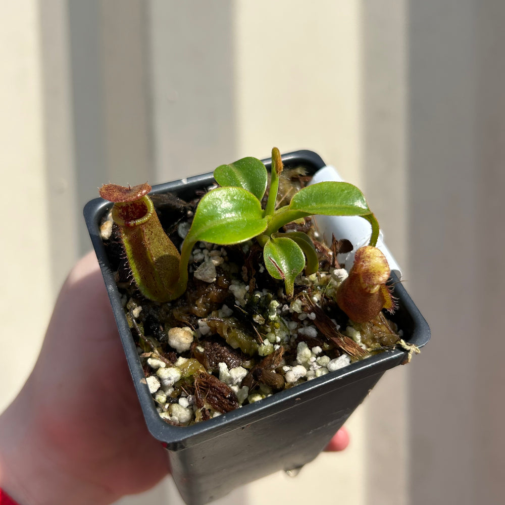 [W039] Nepenthes robcantleyi x lowii