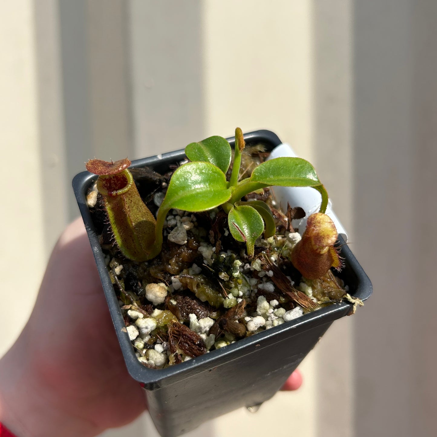 [W039] Nepenthes robcantleyi x lowii