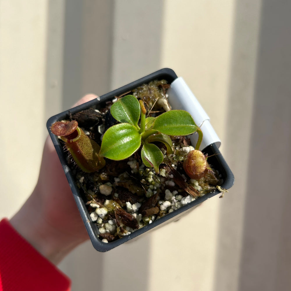 [W039] Nepenthes robcantleyi x lowii