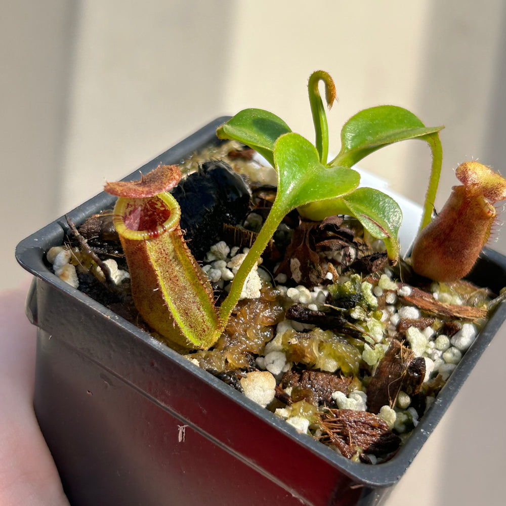 
                      
                        [W039] Nepenthes robcantleyi x lowii
                      
                    