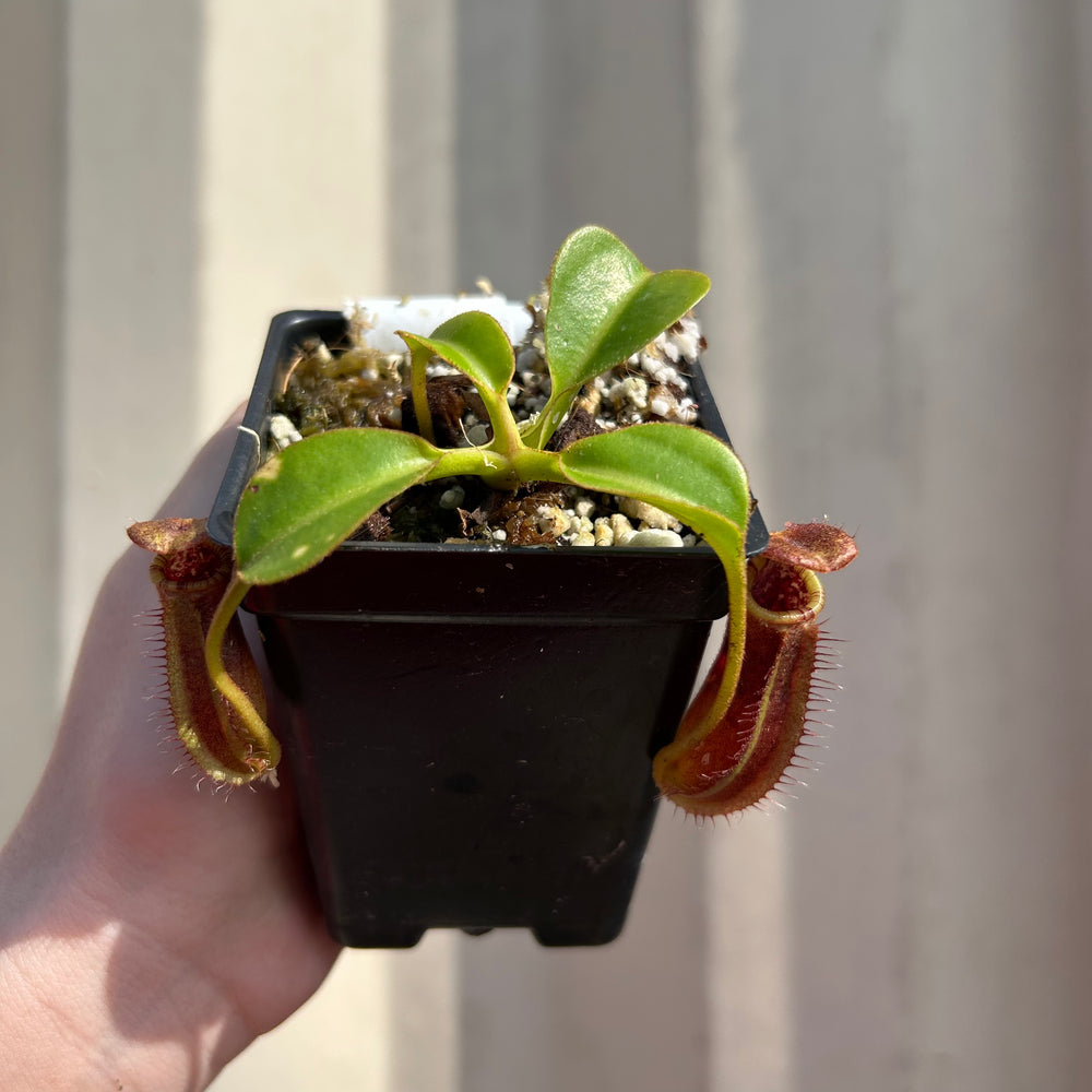 [W040] Nepenthes robcantleyi x lowii