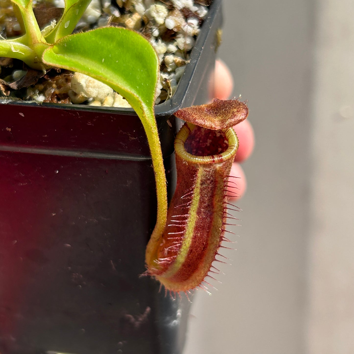 [W040] Nepenthes robcantleyi x lowii