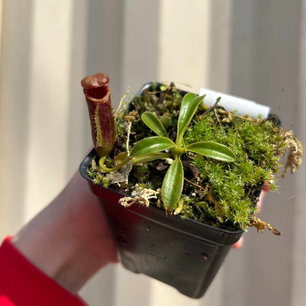 [W043] Nepenthes lowii (Gunung Mentapok, Borneo) Clone: 01