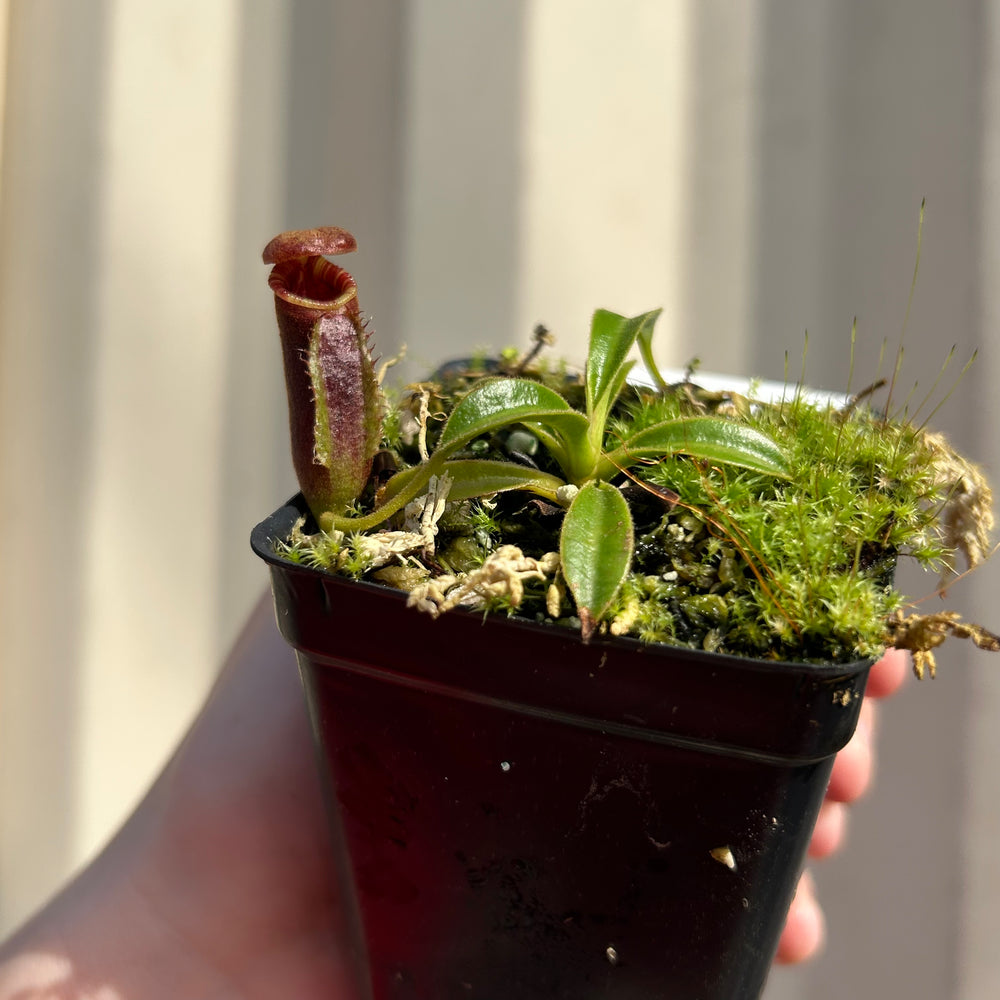 [W043] Nepenthes lowii (Gunung Mentapok, Borneo) Clone: 01