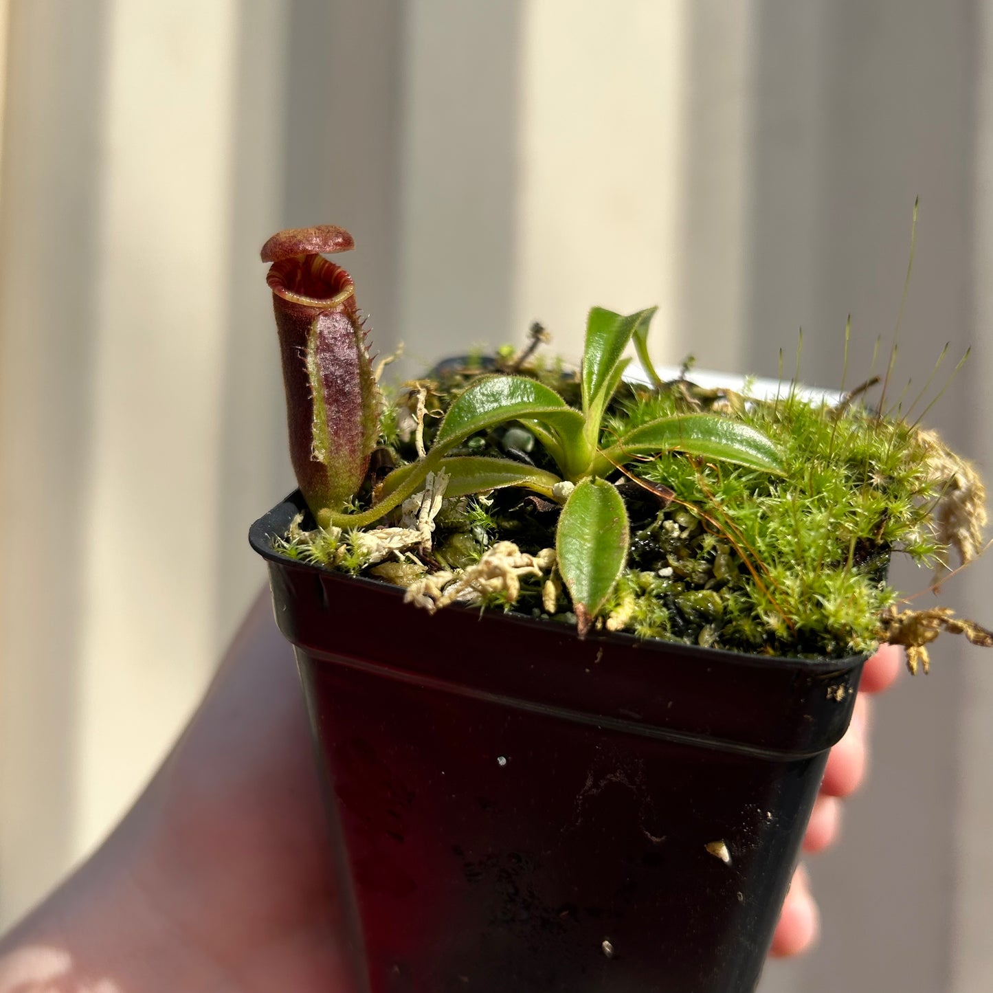 [W043] Nepenthes lowii (Gunung Mentapok, Borneo) Clone: 01