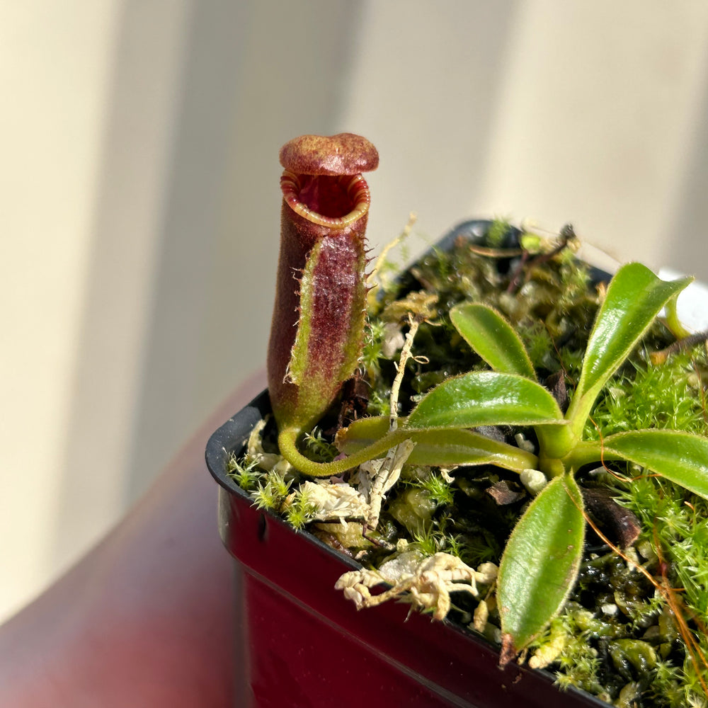 
                      
                        [W043] Nepenthes lowii (Gunung Mentapok, Borneo) Clone: 01
                      
                    