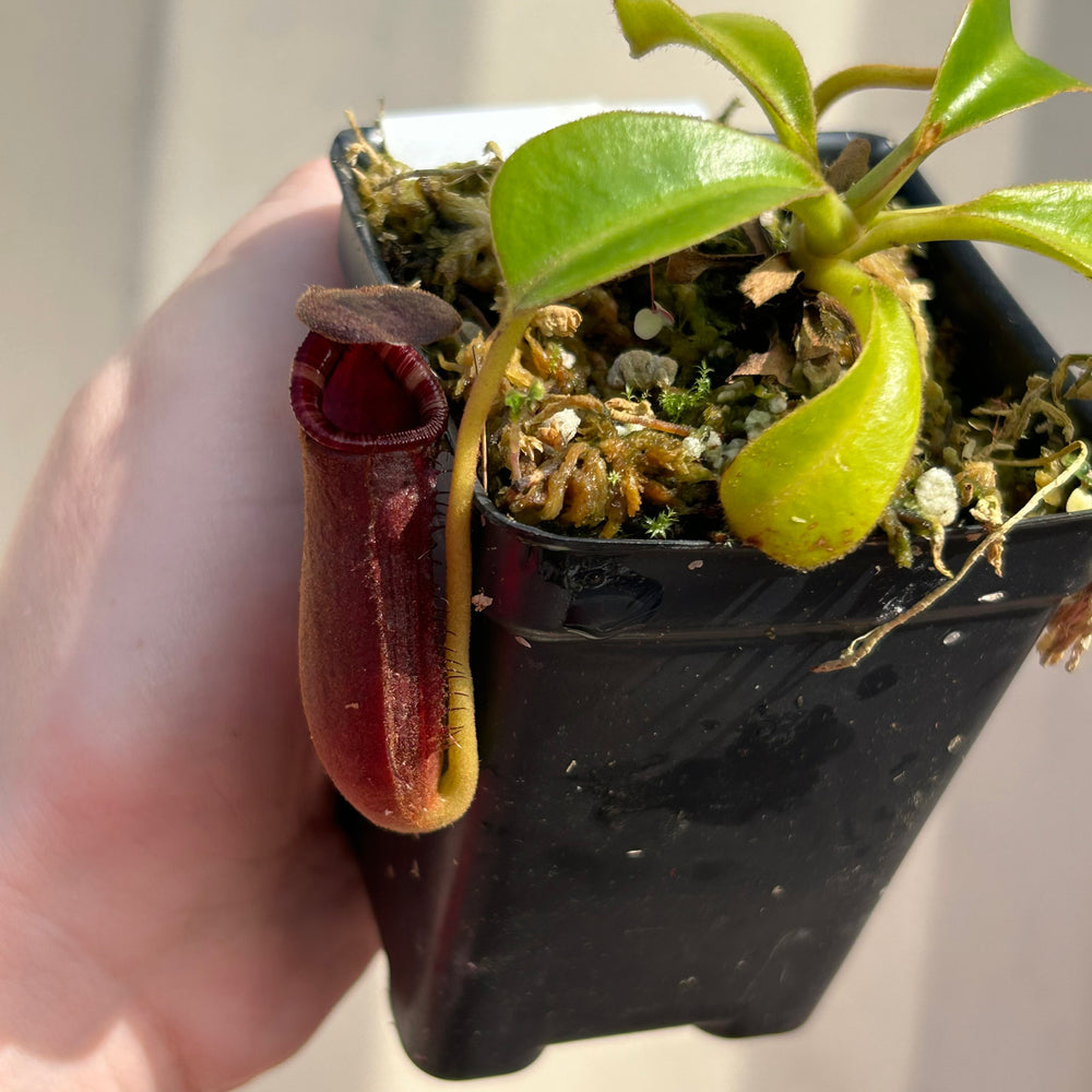 [W045] Nepenthes lowii (Gunung Mentapok, Borneo) Clone: 04