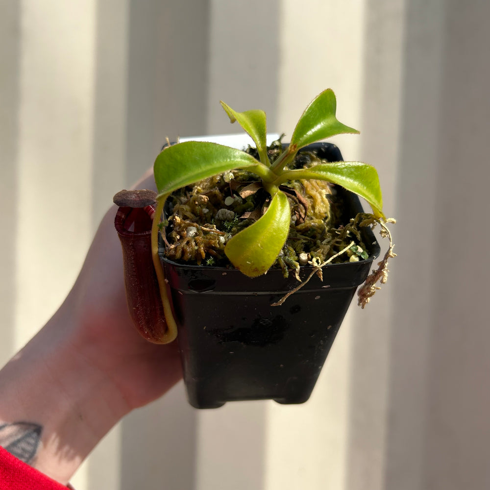 [W045] Nepenthes lowii (Gunung Mentapok, Borneo) Clone: 04