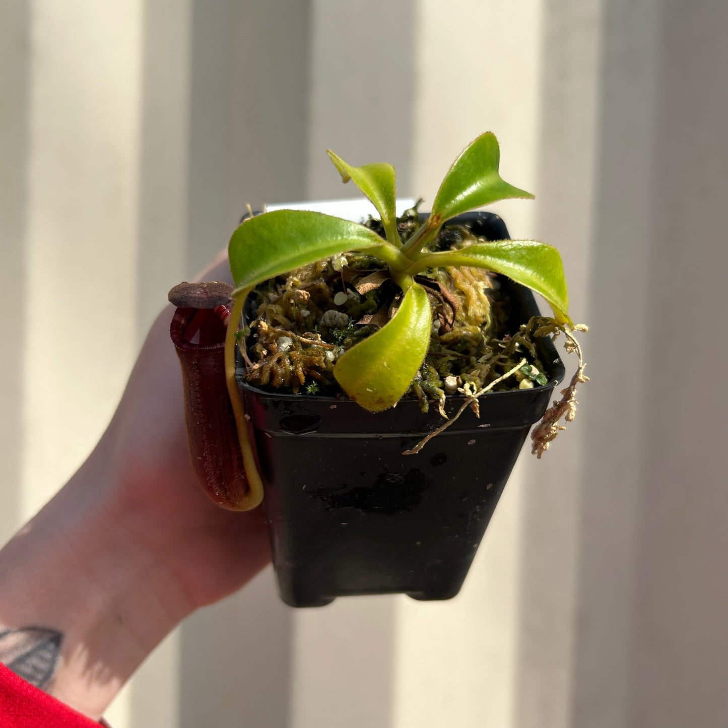 [W045] Nepenthes lowii (Gunung Mentapok, Borneo) Clone: 04