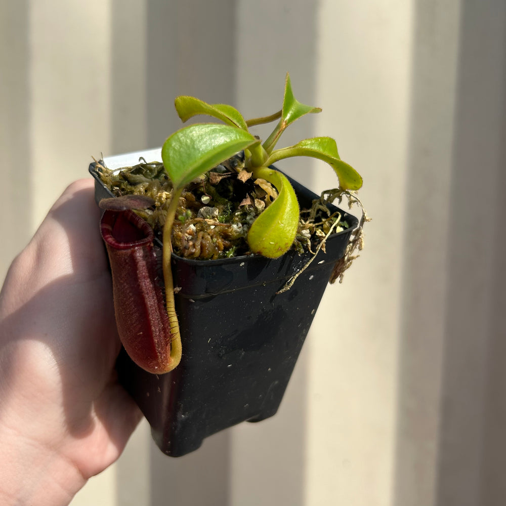 
                      
                        [W045] Nepenthes lowii (Gunung Mentapok, Borneo) Clone: 04
                      
                    