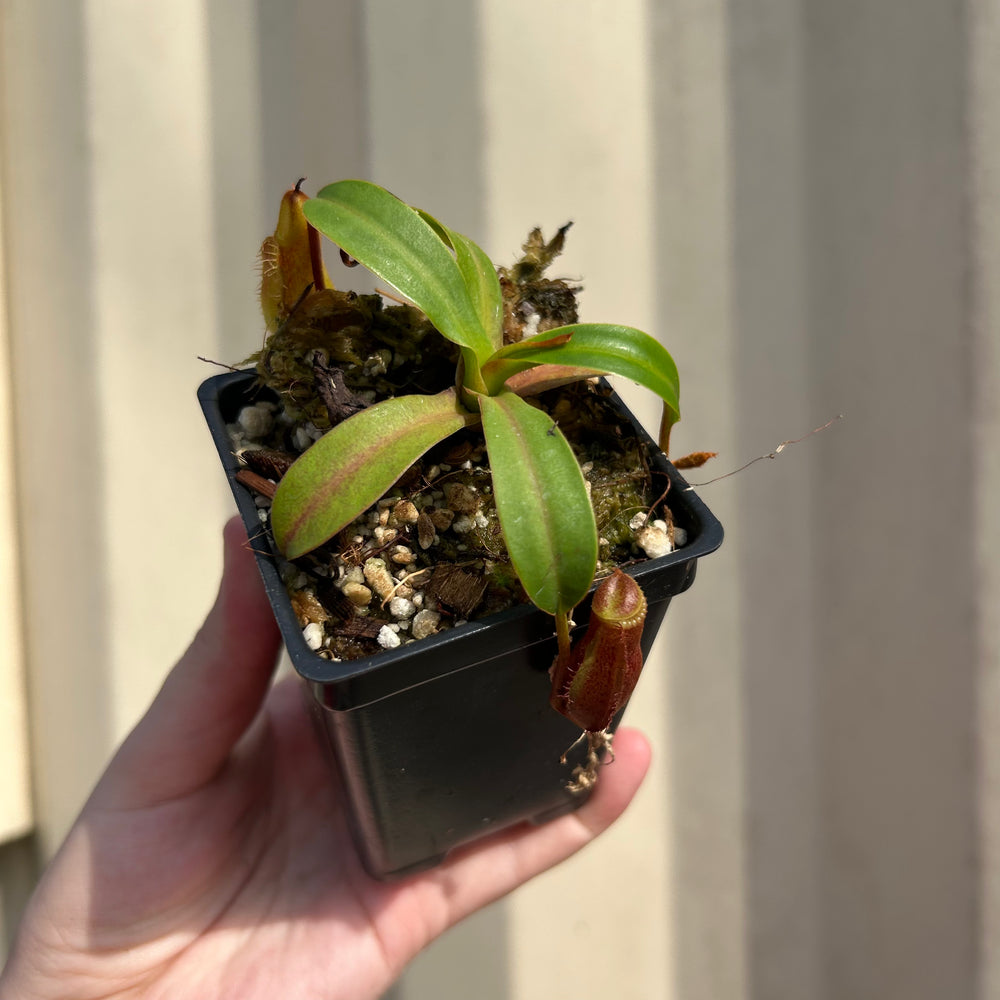 [W057] Nepenthes (diabolica x hamata) x edwardsiana