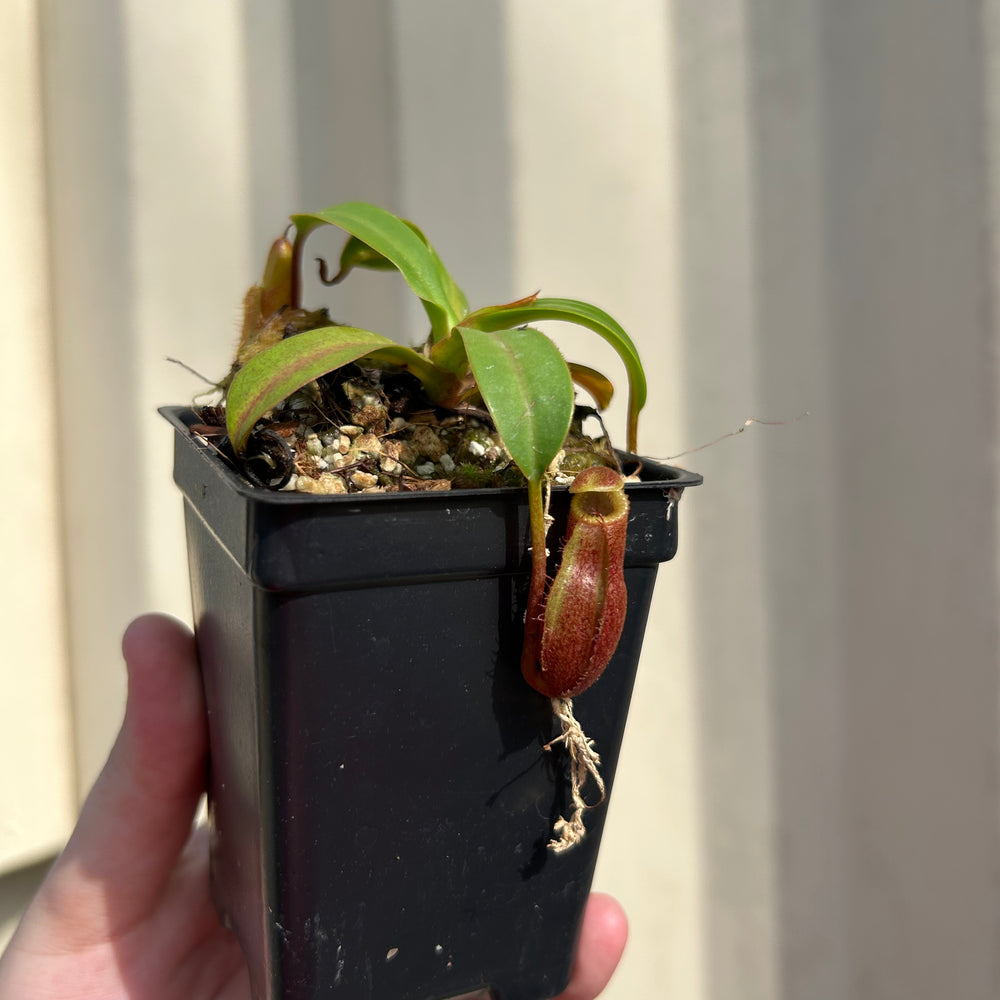 [W057] Nepenthes (diabolica x hamata) x edwardsiana