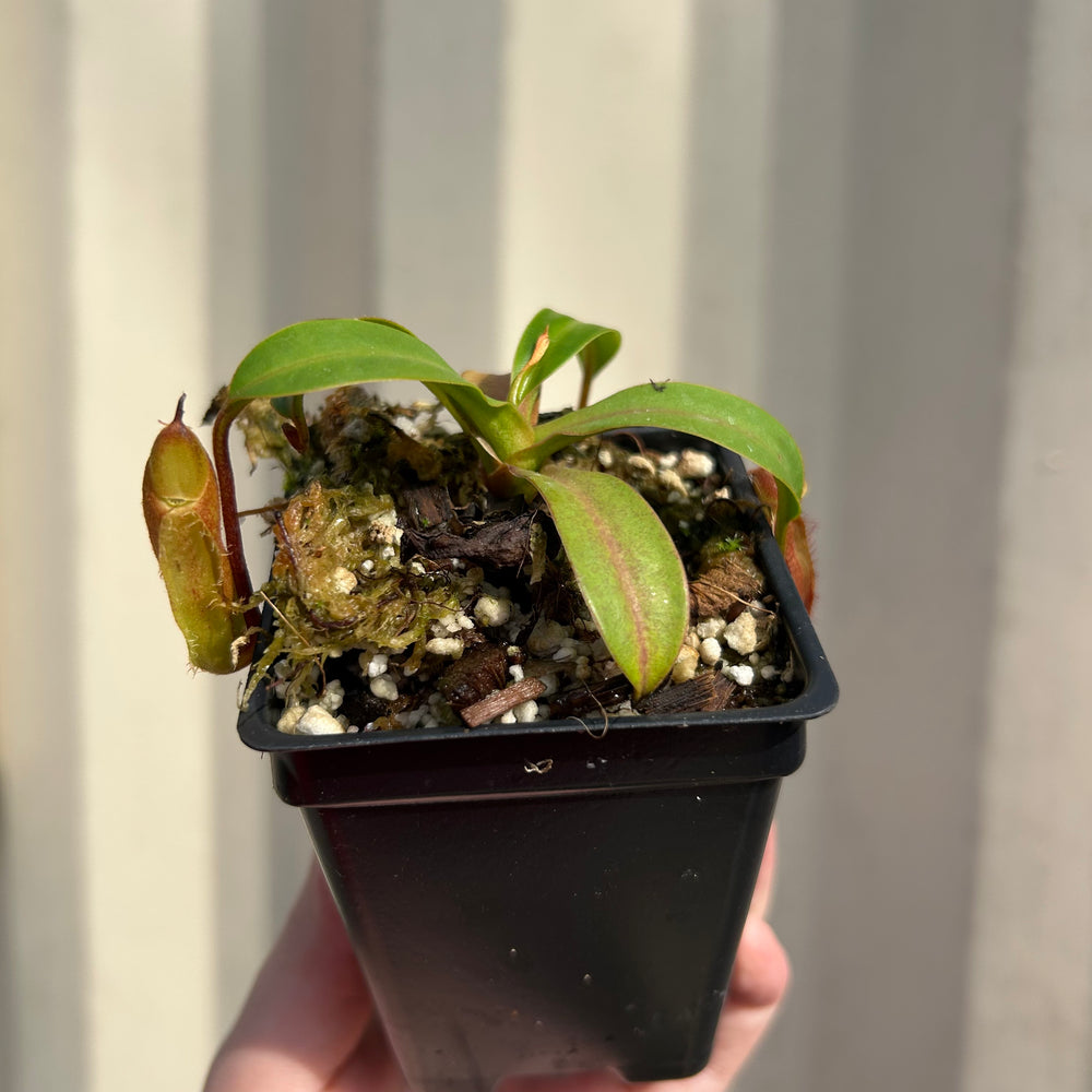 
                      
                        [W057] Nepenthes (diabolica x hamata) x edwardsiana
                      
                    