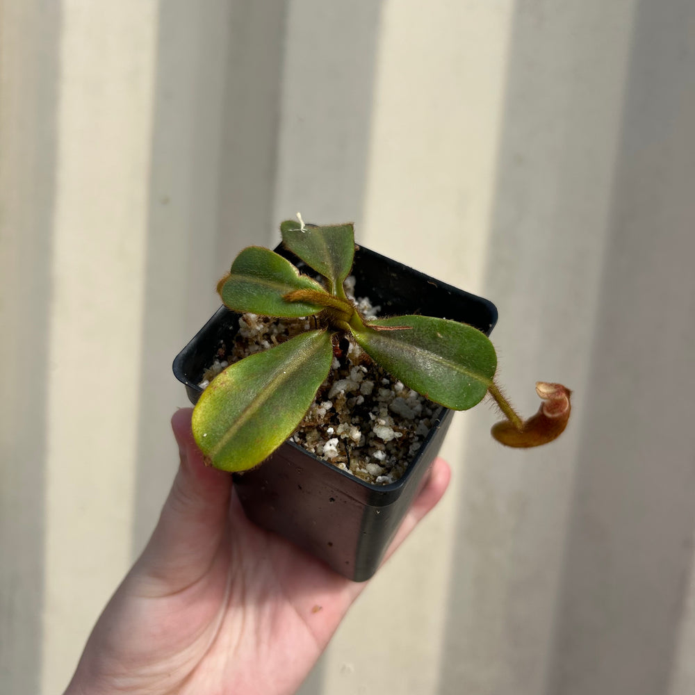 [W060] Nepenthes mollis (N. hurrelliana) (Borneo) Clone: 02
