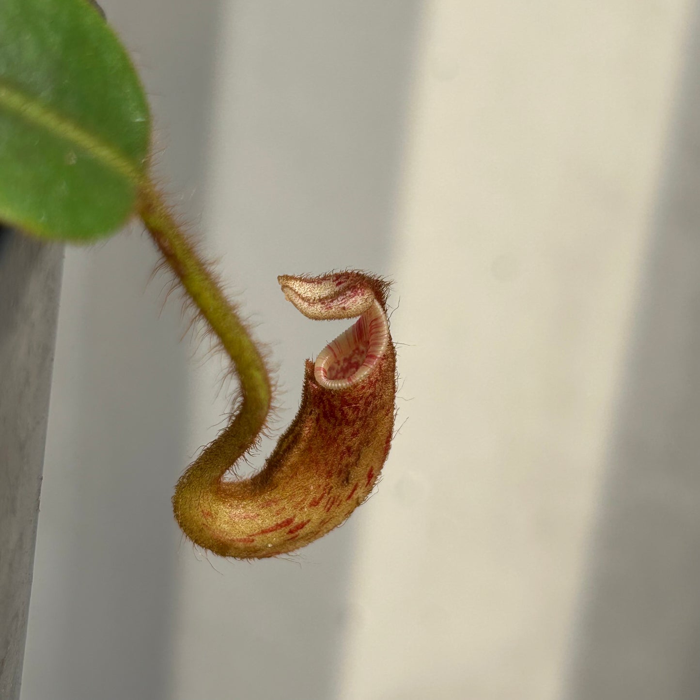 [W060] Nepenthes mollis (N. hurrelliana) (Borneo) Clone: 02