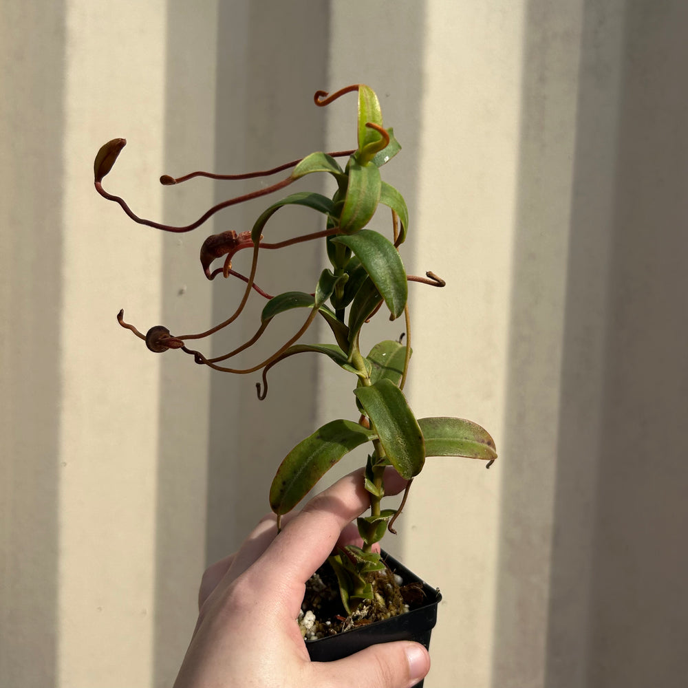 [AW054] Nepenthes murudensis (Gunung Murud, Borneo) Clone: 01