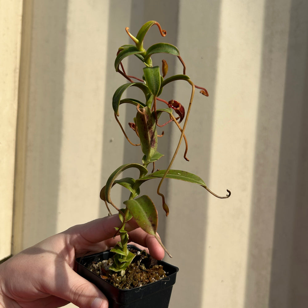 [AW054] Nepenthes murudensis (Gunung Murud, Borneo) Clone: 01