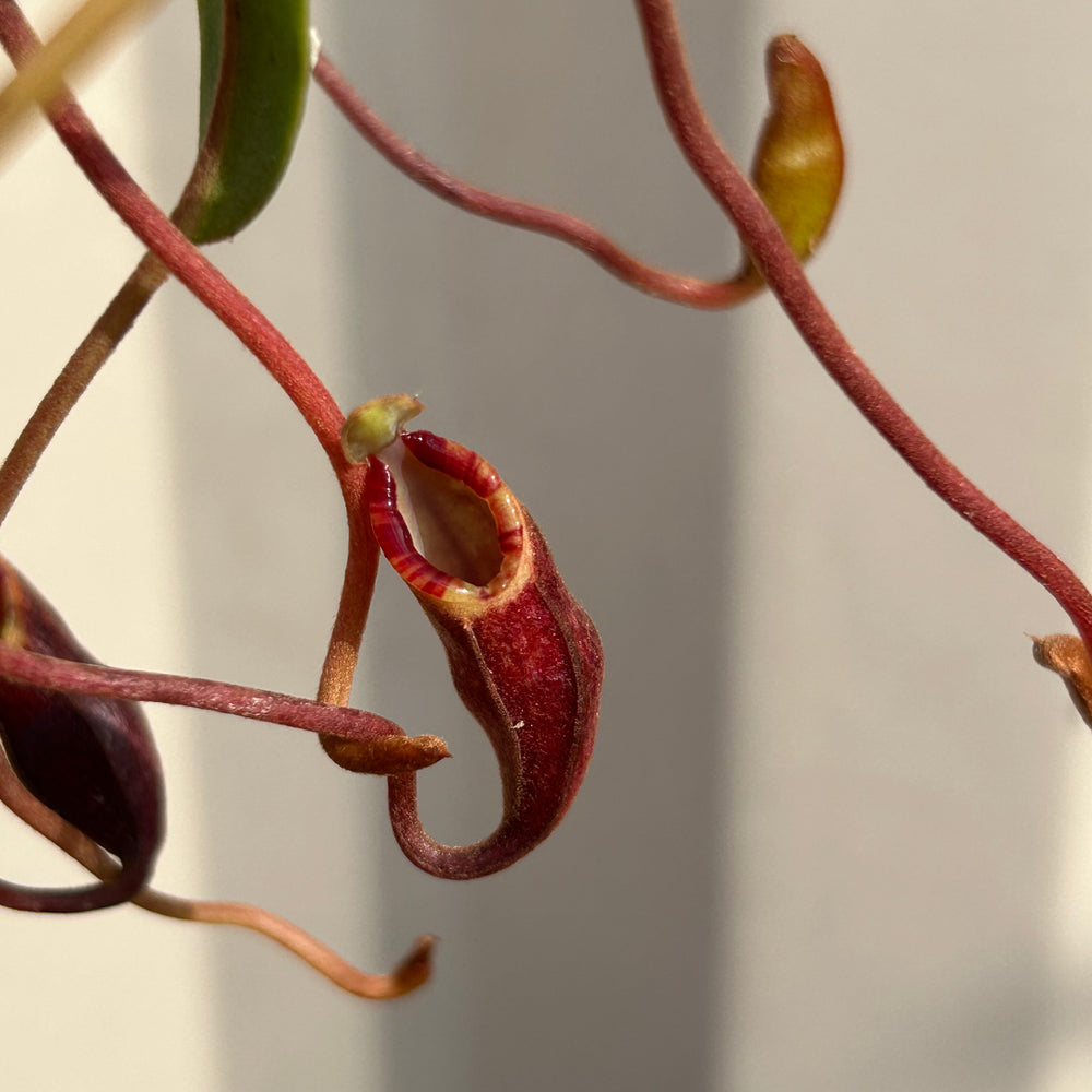 
                      
                        [AW054] Nepenthes murudensis (Gunung Murud, Borneo) Clone: 01
                      
                    