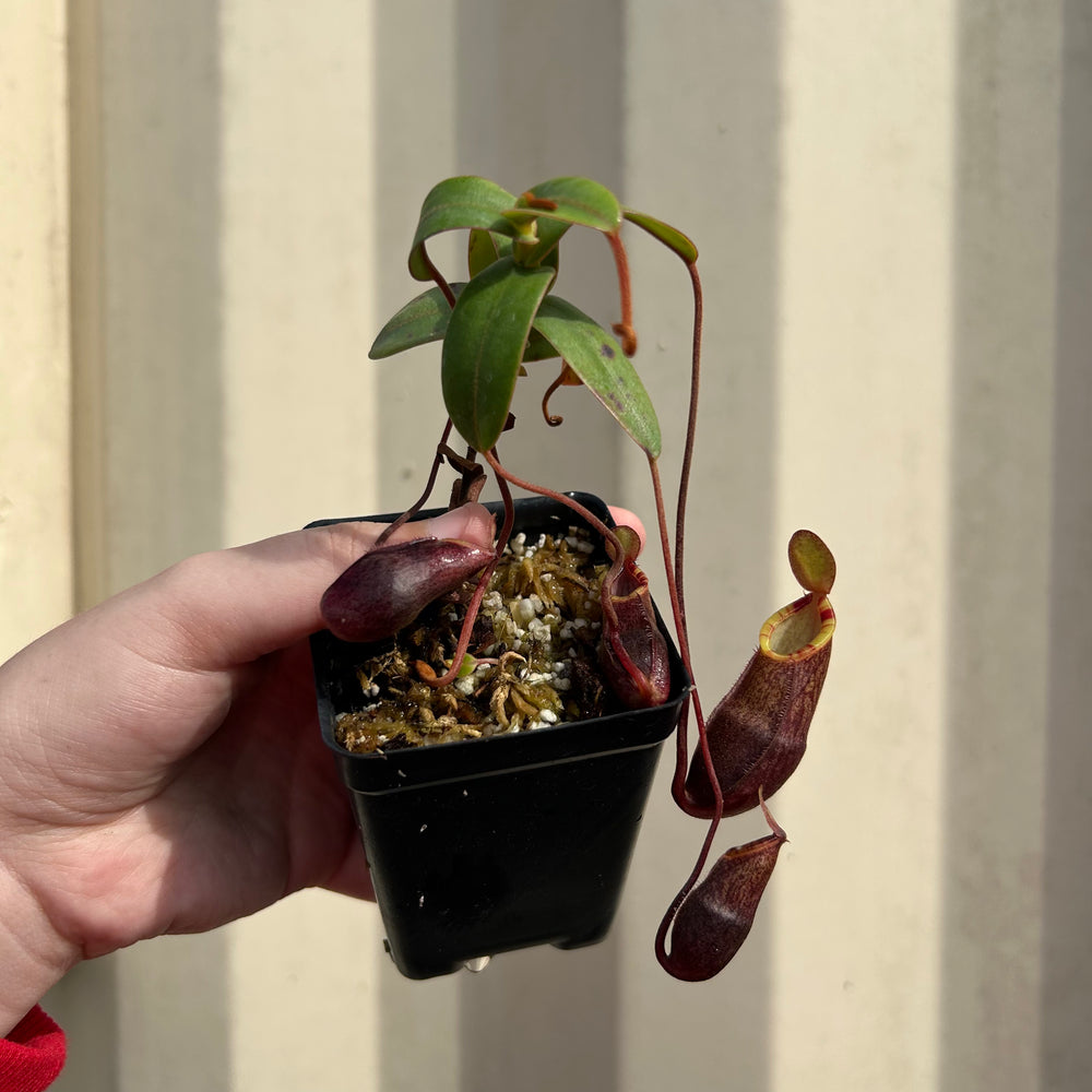 [AW053] Nepenthes murudensis (Gunung Murud, Borneo) Clone: 01