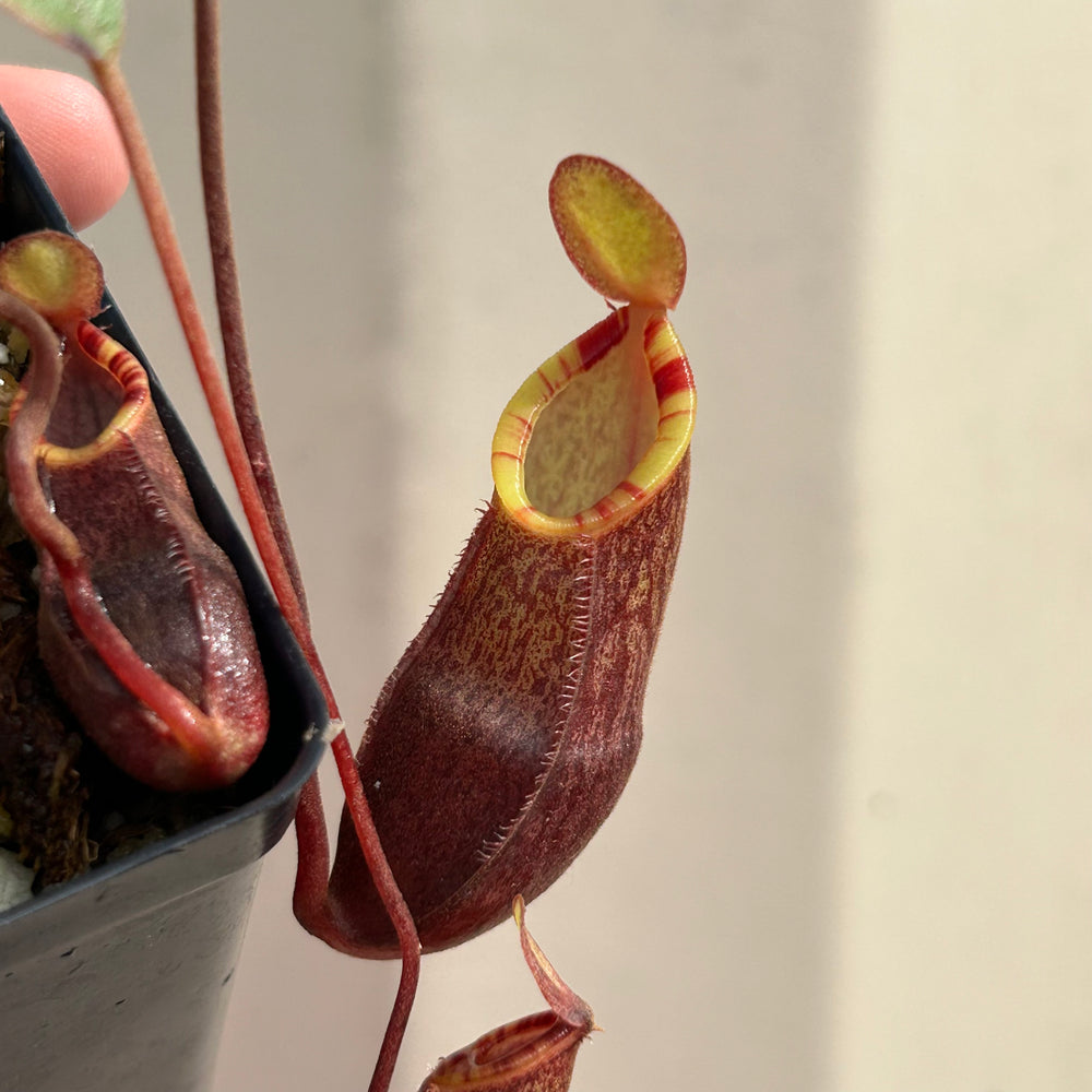 [AW053] Nepenthes murudensis (Gunung Murud, Borneo) Clone: 01