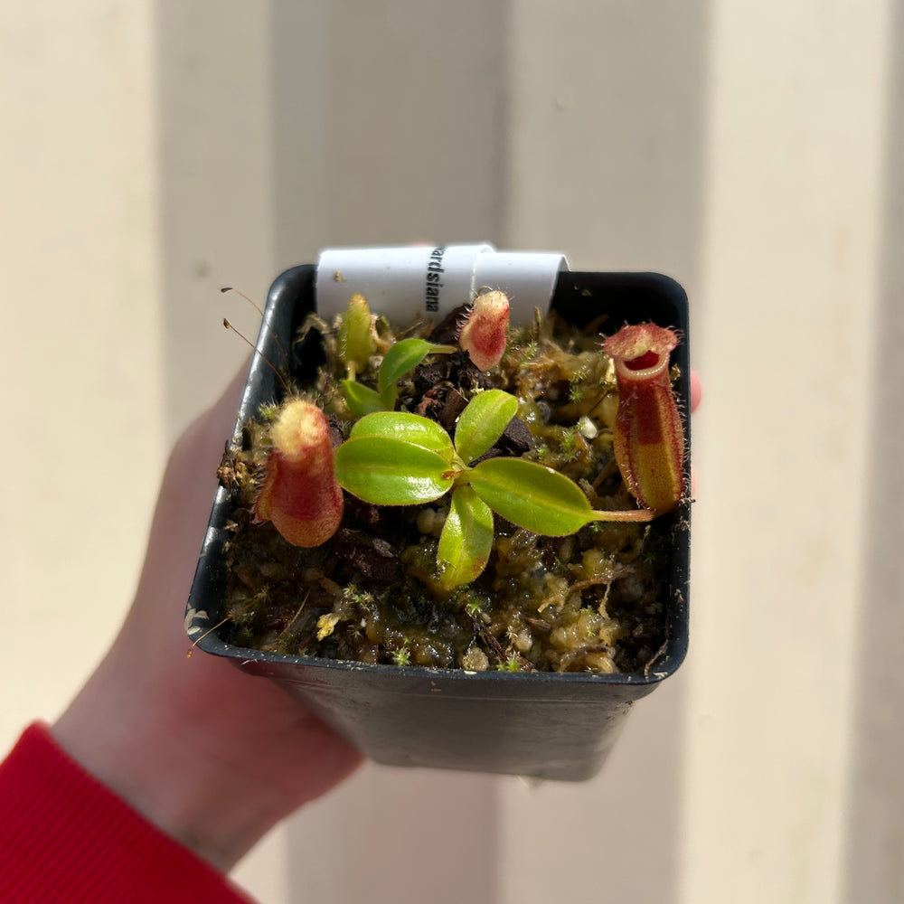 [W055] Nepenthes (lowii x truncata squat) x edwardsiana
