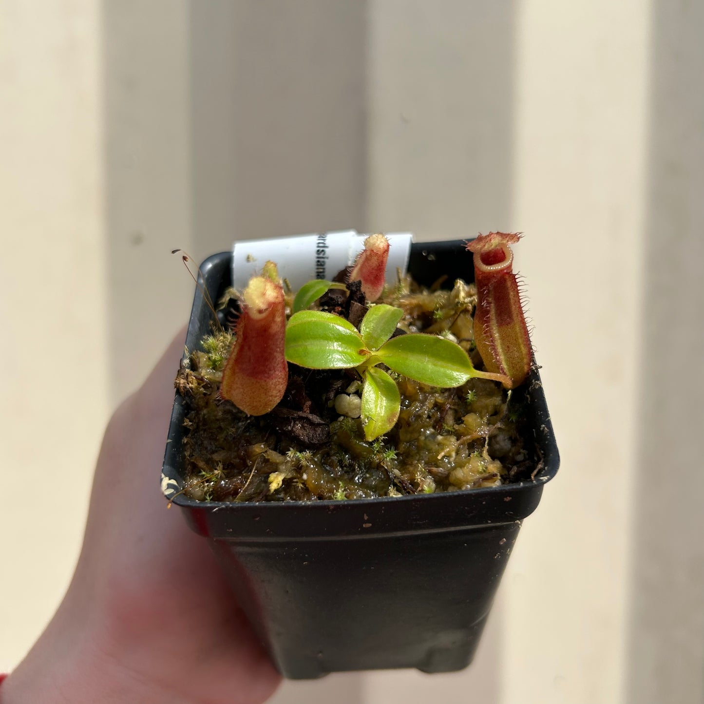 [W055] Nepenthes (lowii x truncata squat) x edwardsiana