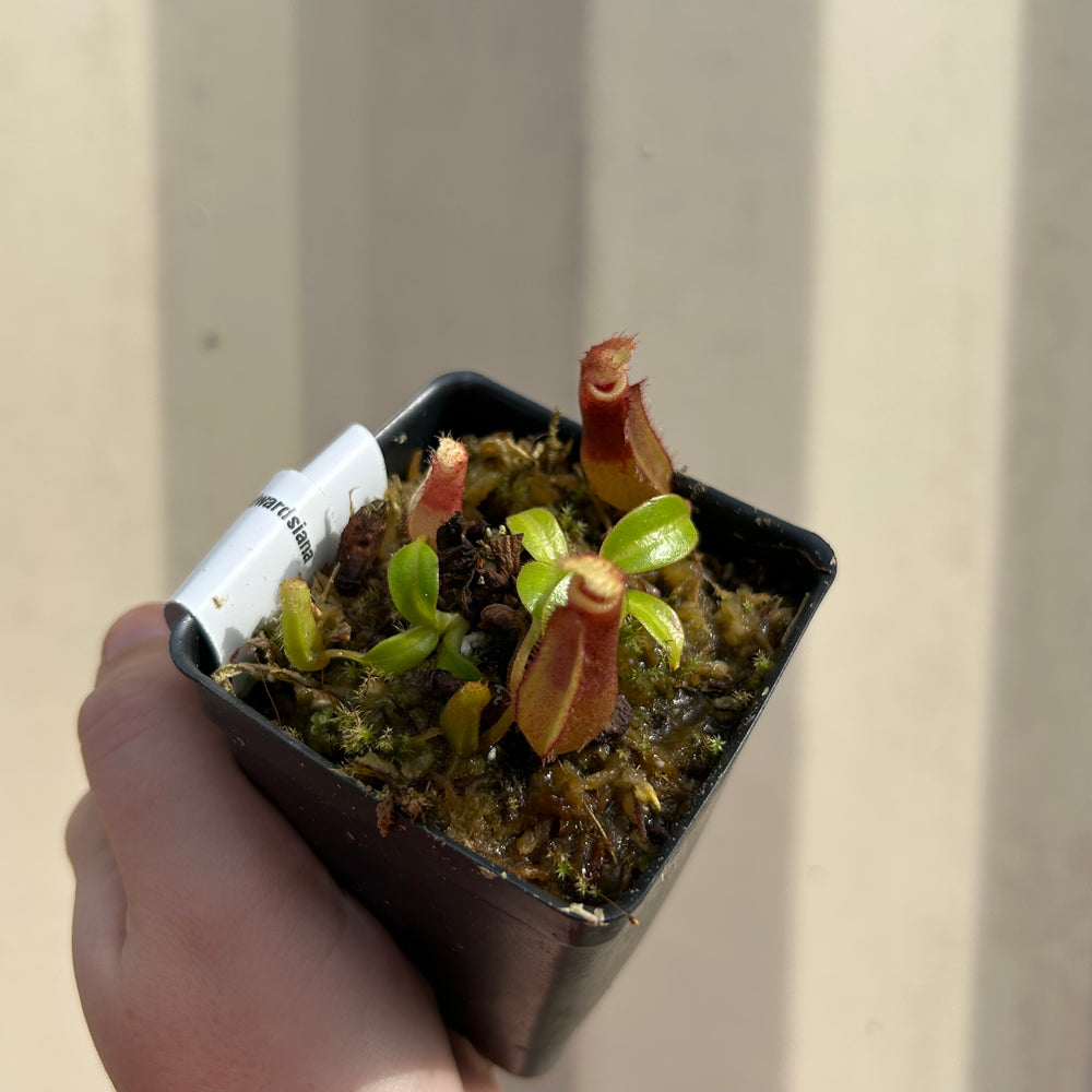 
                      
                        [W055] Nepenthes (lowii x truncata squat) x edwardsiana
                      
                    