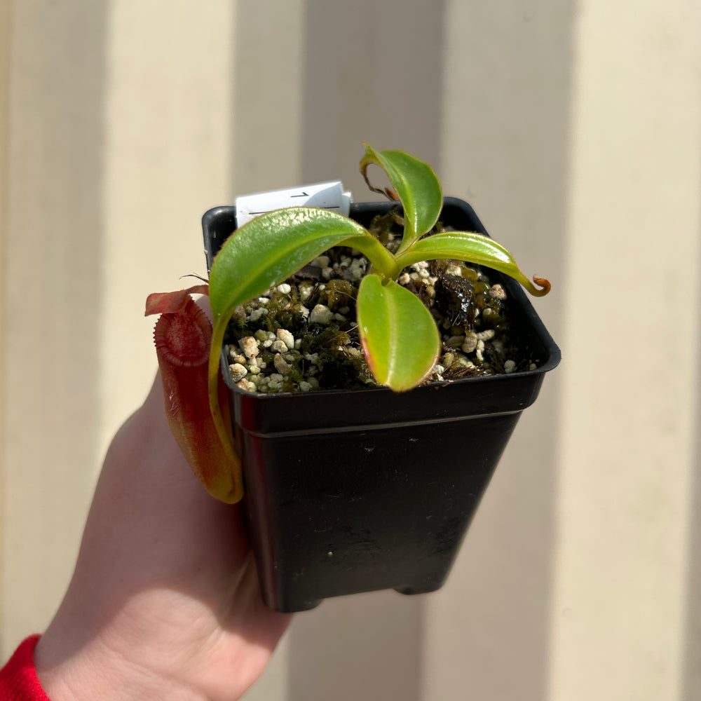 [AW058] Nepenthes lowii x edwardsiana clone: 04