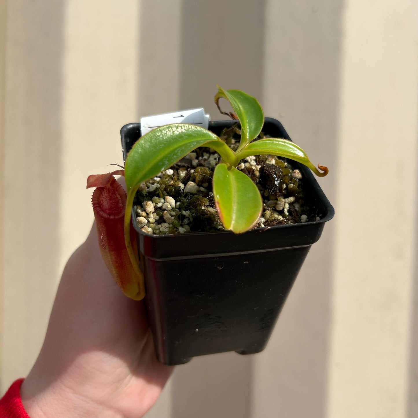 [AW058] Nepenthes lowii x edwardsiana clone: 04