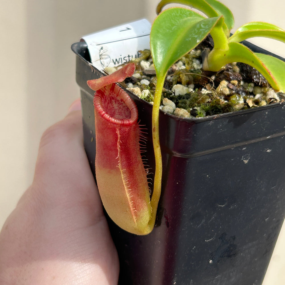 [AW058] Nepenthes lowii x edwardsiana clone: 04