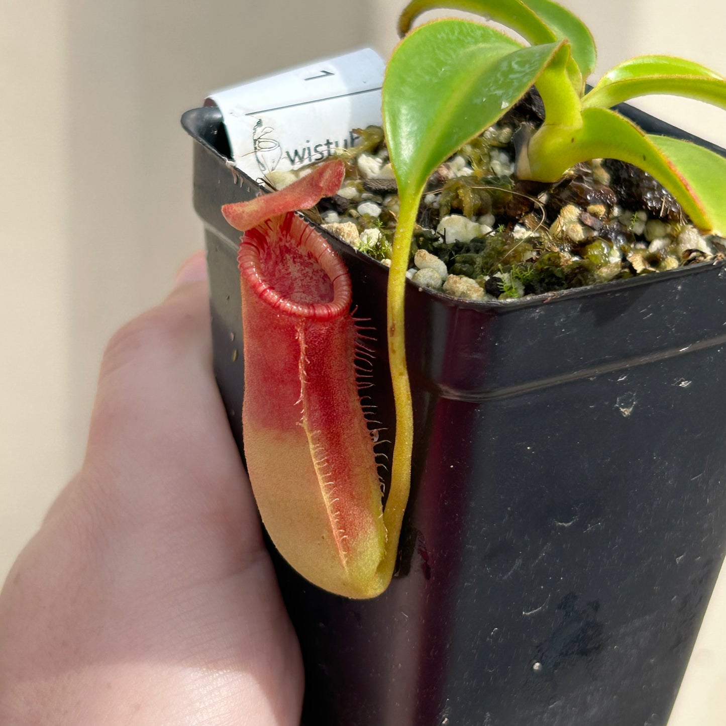 [AW058] Nepenthes lowii x edwardsiana clone: 04