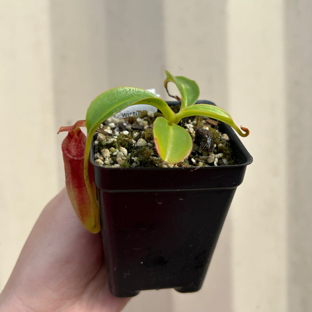 
                      
                        [AW058] Nepenthes lowii x edwardsiana clone: 04
                      
                    
