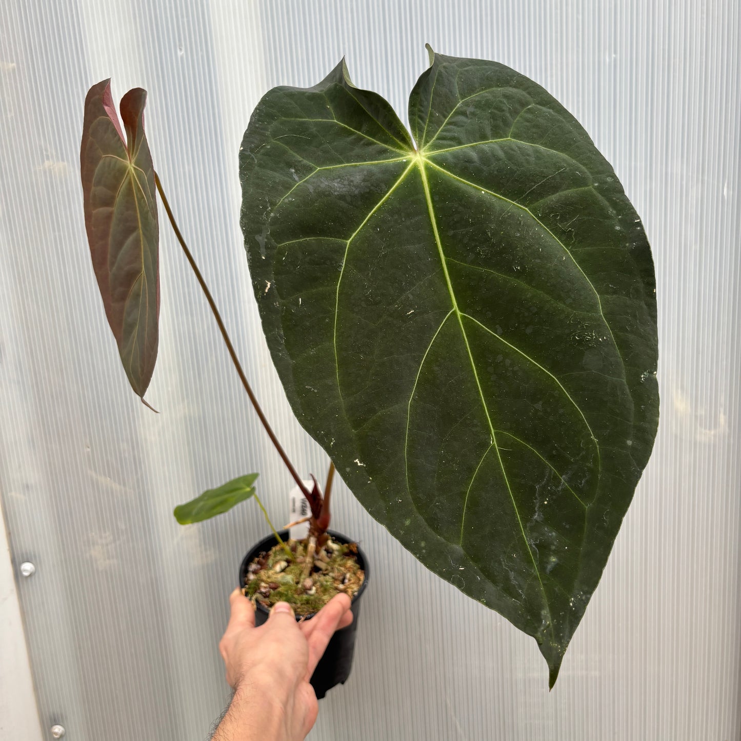 [W240] Anthurium magnificum x papillilaminum (FS x RL) - SC (XL)