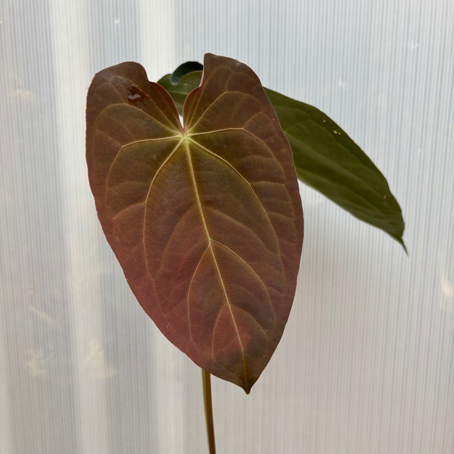 [W240] Anthurium magnificum x papillilaminum (FS x RL) - SC (XL)