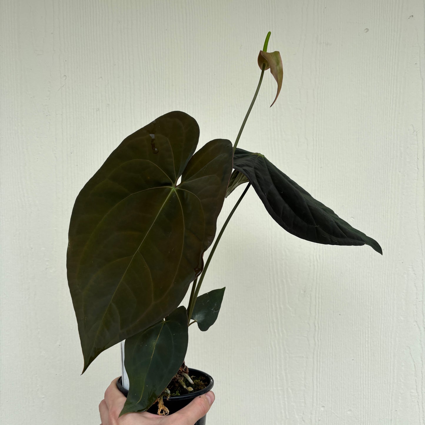 [W241] Anthurium Wu Pap x antolakii (XL)