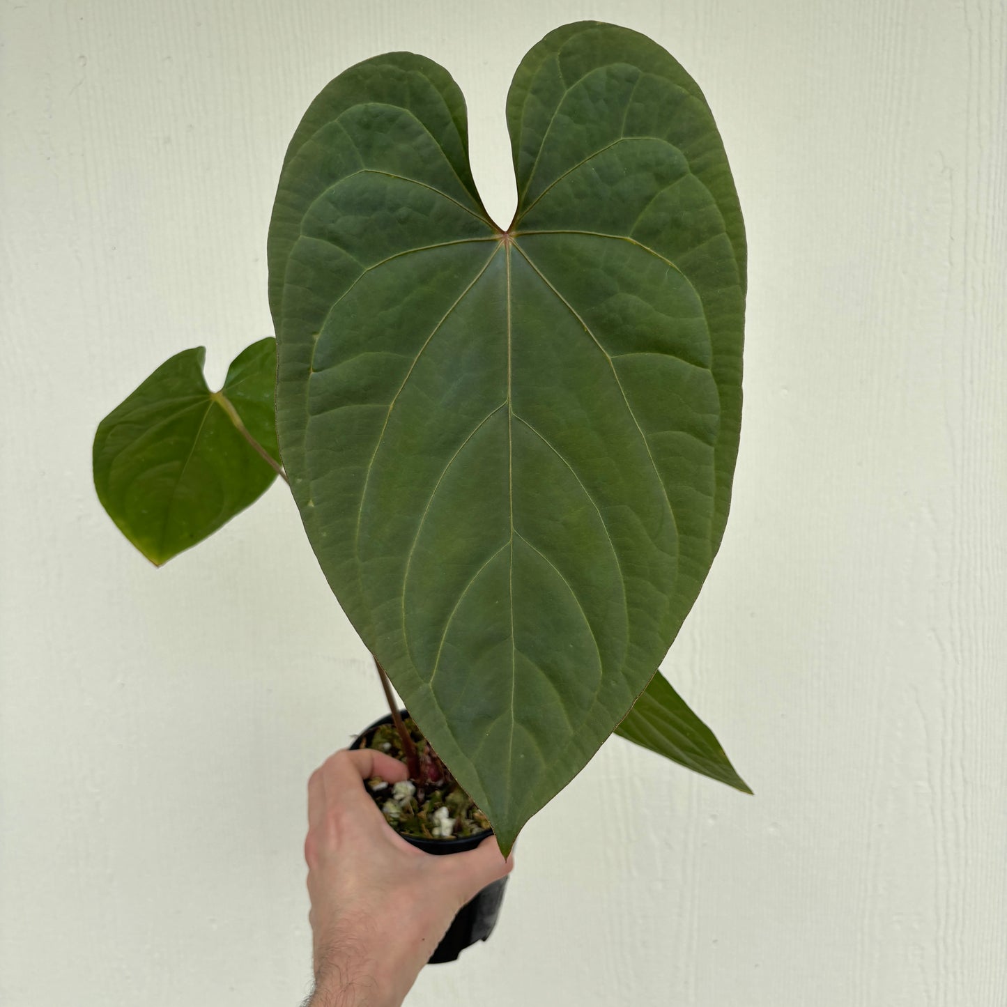 [W245] Anthurium magnificum x debilis (XL)