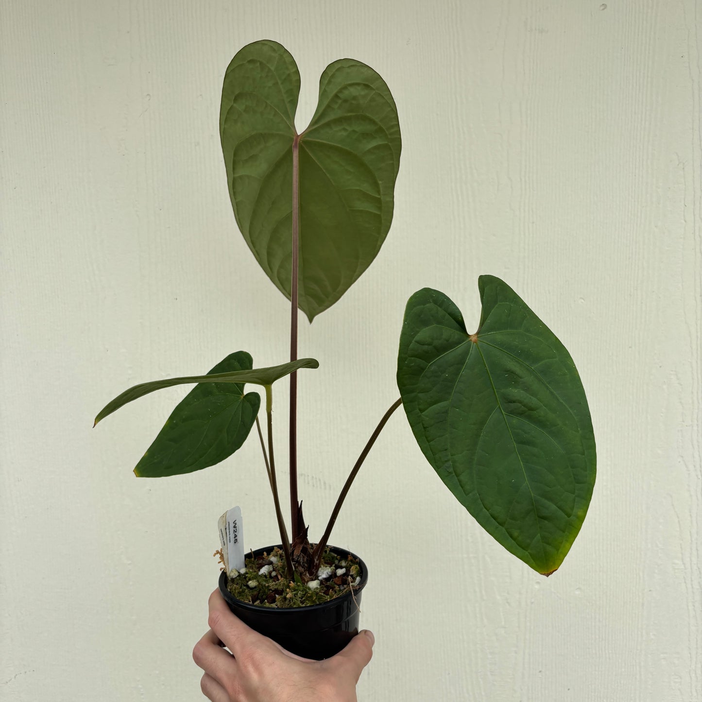 [W245] Anthurium magnificum x debilis (XL)