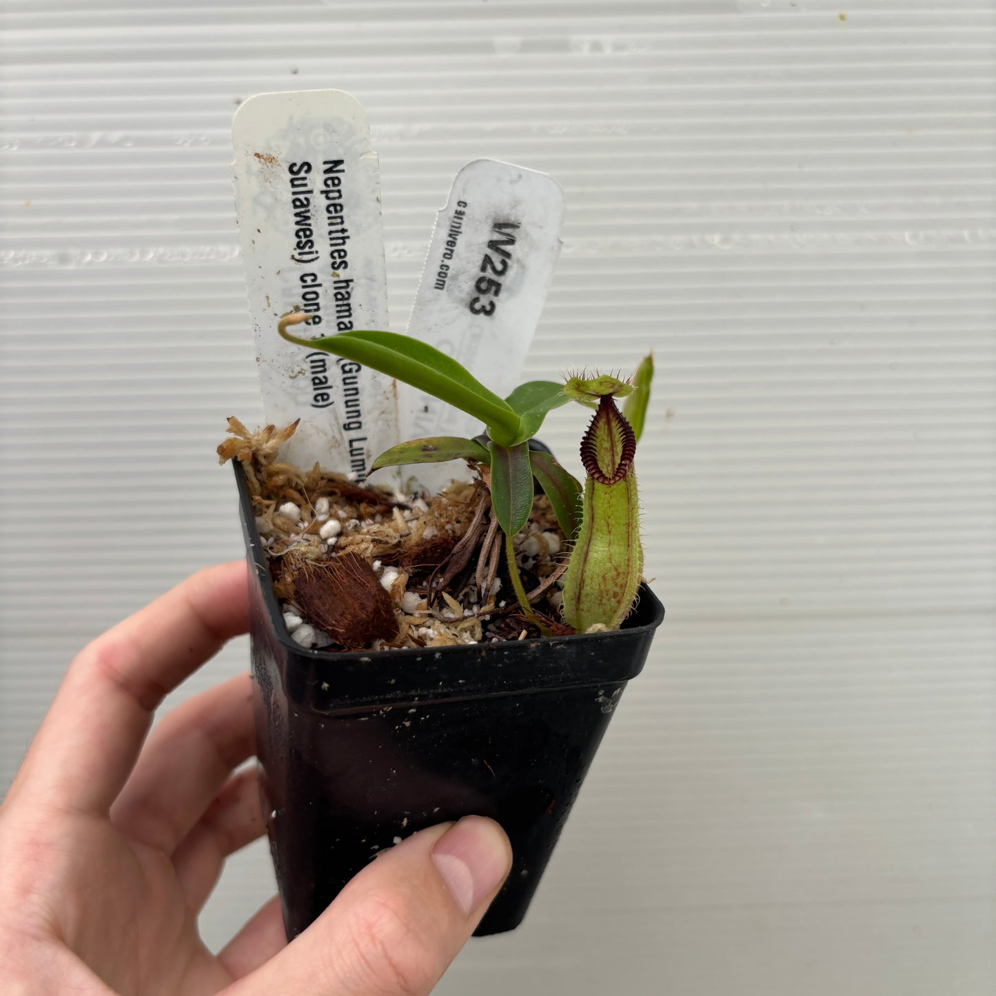 [W253] Nepenthes hamata (Gunung Lamut, Sulawesi) Clone: 01 (S)