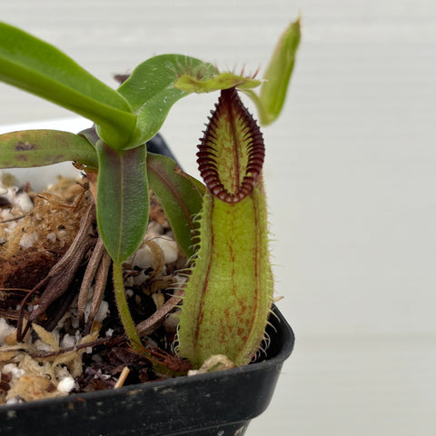 [W253] Nepenthes hamata (Gunung Lamut, Sulawesi) Clone: 01 (S)