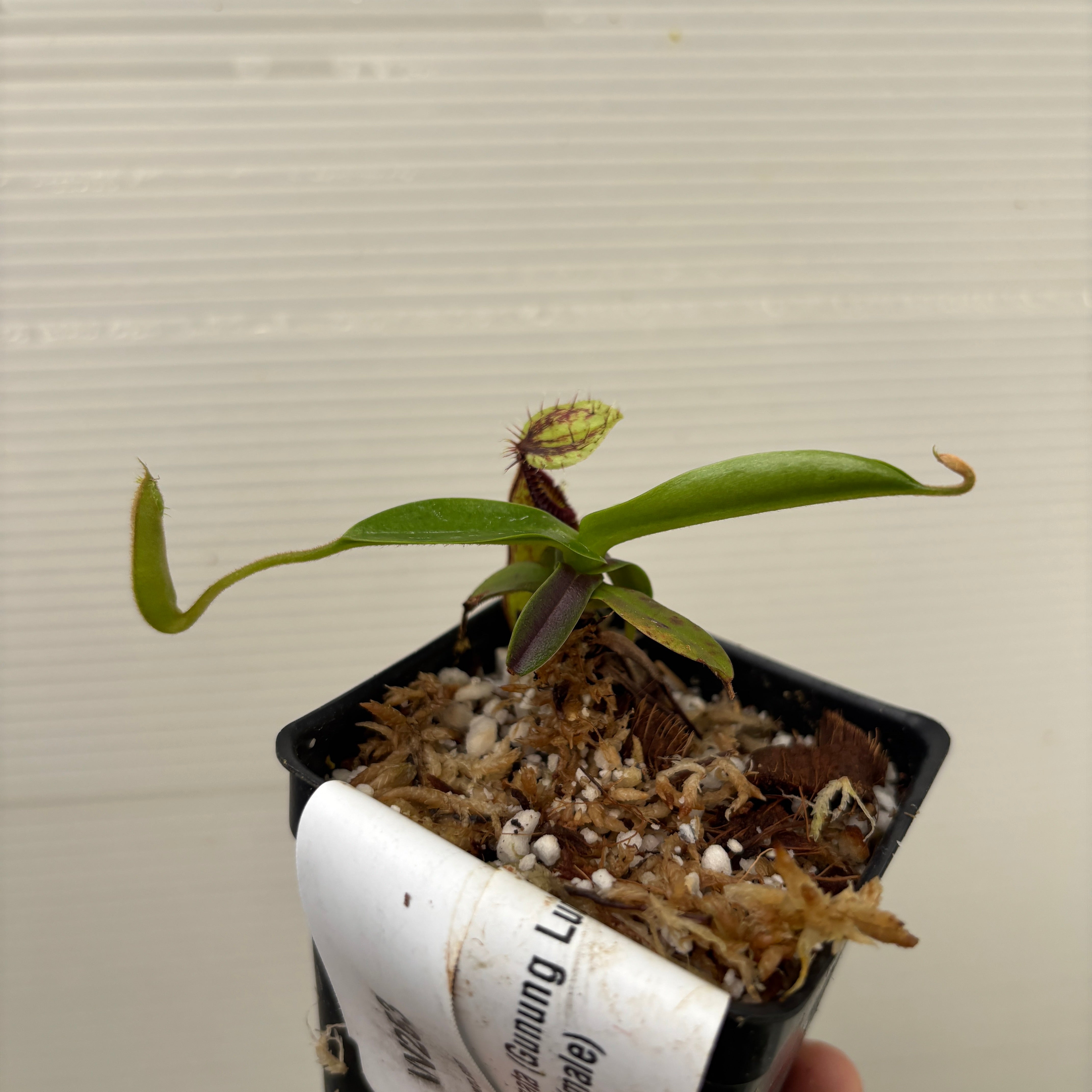 W253] Nepenthes hamata (Gunung Lamut, Sulawesi) Clone: 01 (S