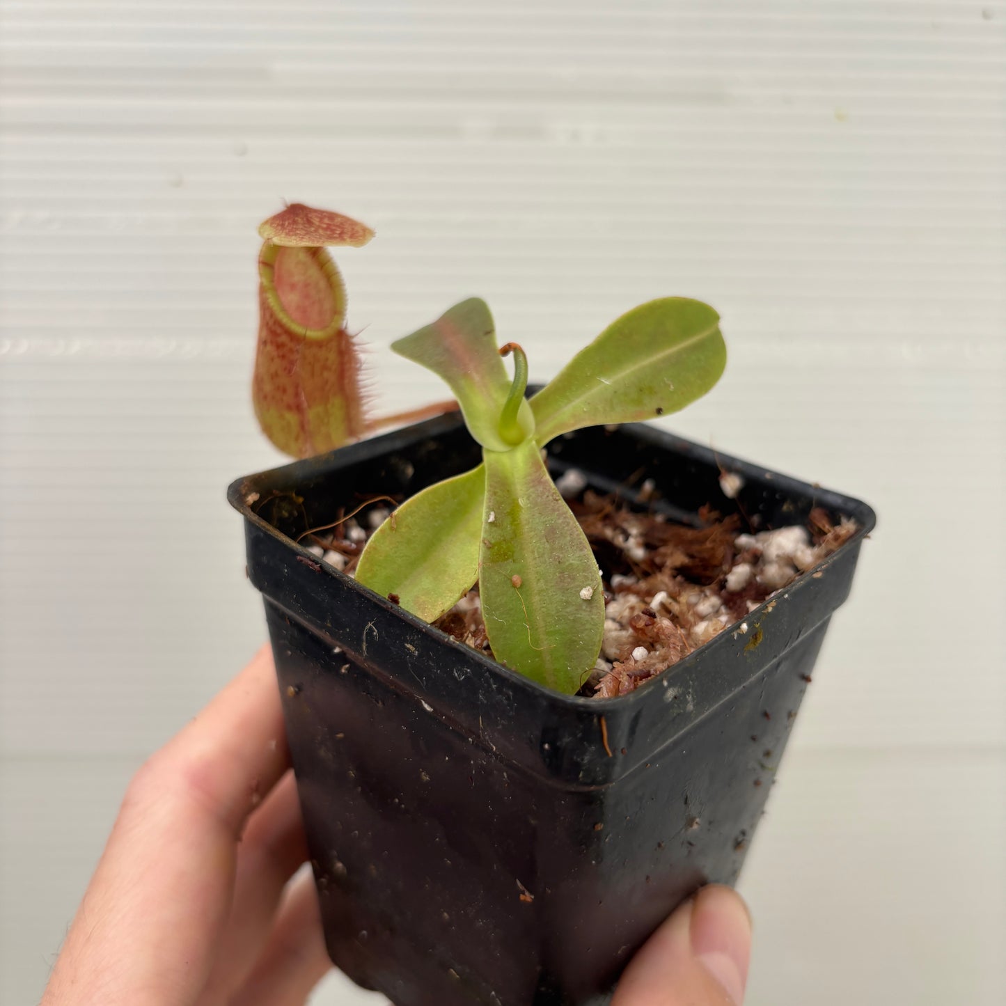 [W257] Nepenthes (spectabilis x lowii) x hamata, CAR-0076