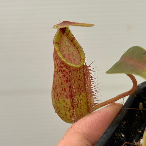 [W257] Nepenthes (spectabilis x lowii) x hamata, CAR-0076