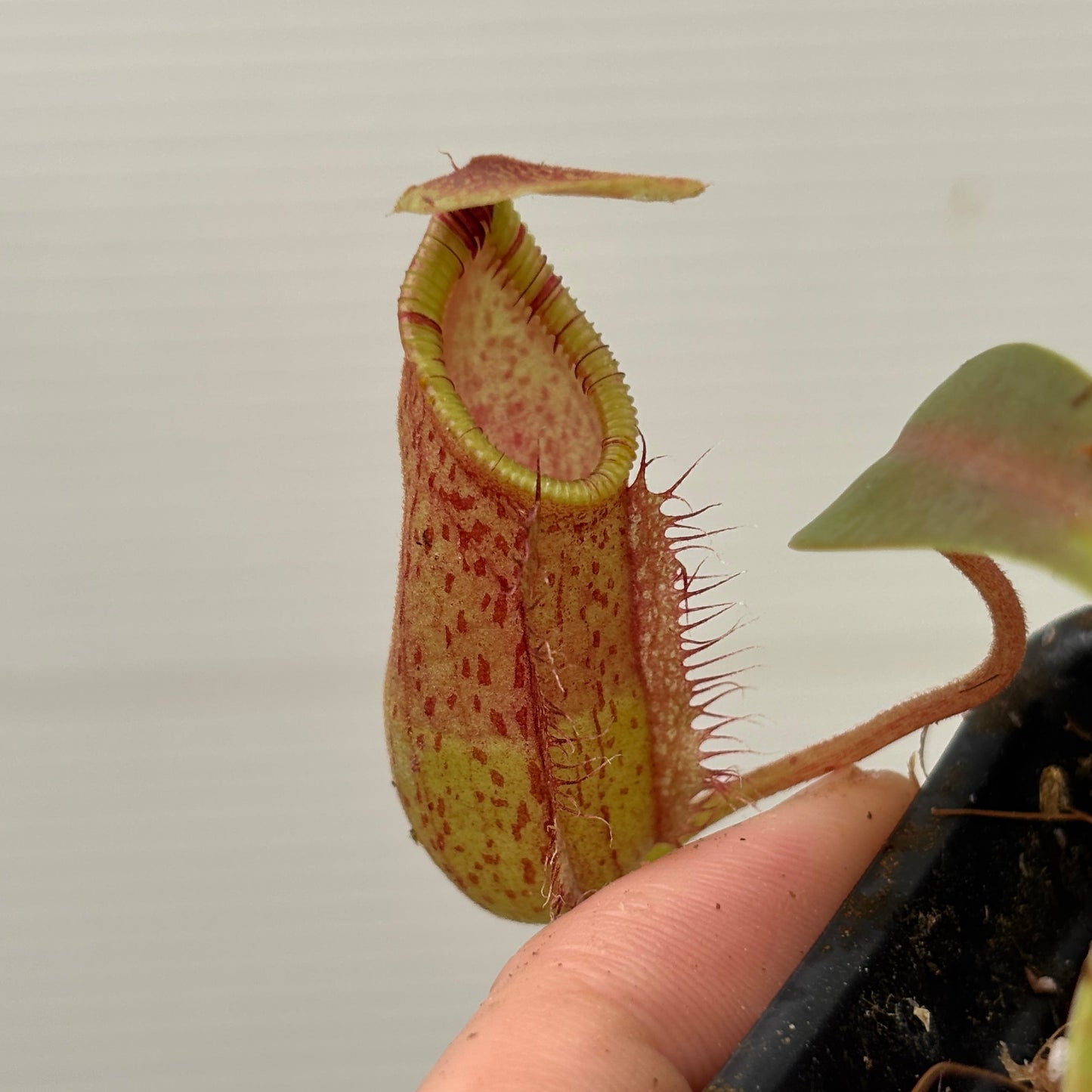 [W257] Nepenthes (spectabilis x lowii) x hamata, CAR-0076